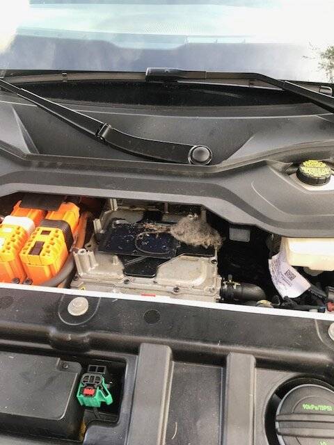 Porsche Taycan Mice caught rodent.JPG
