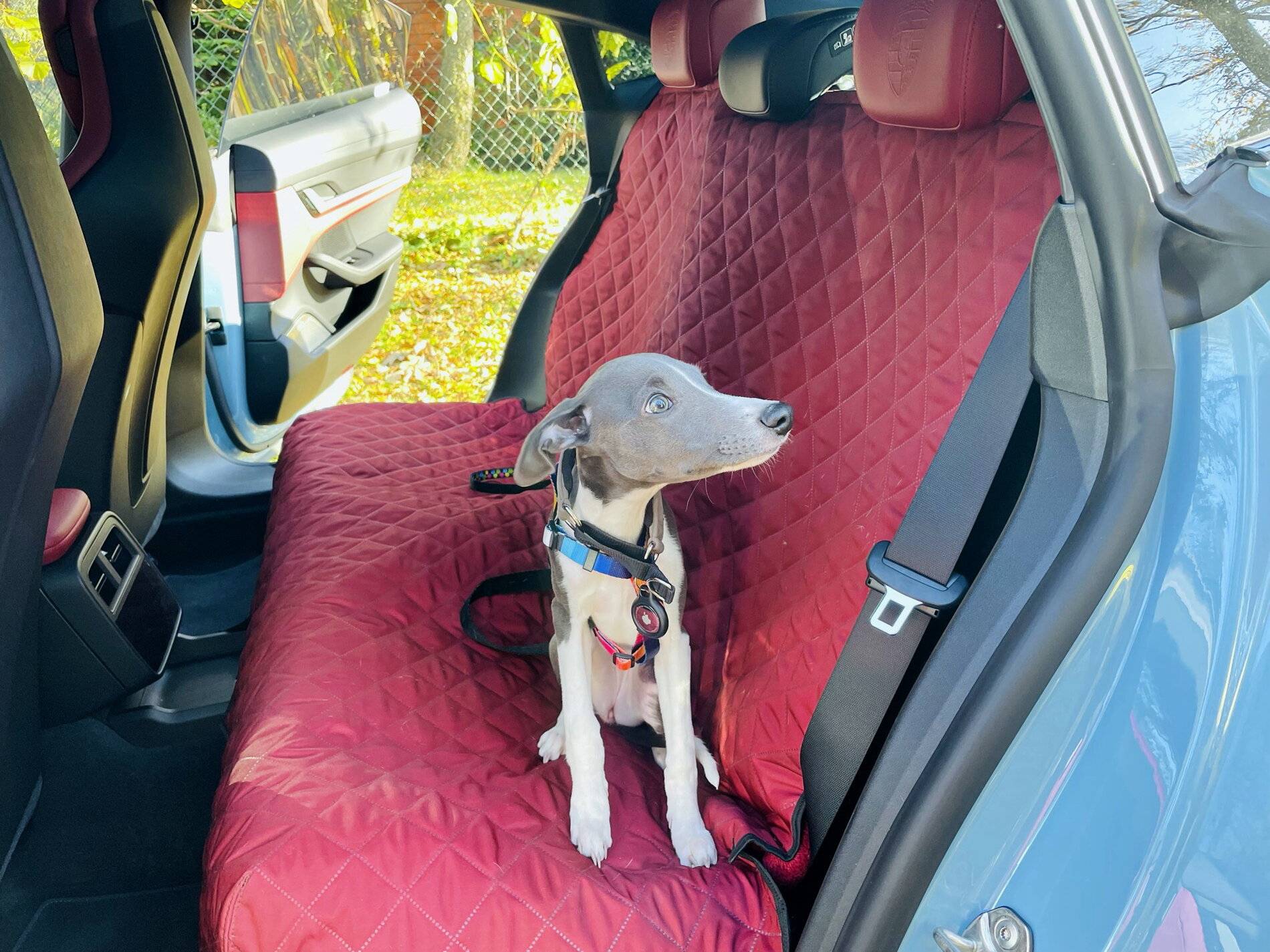 Porsche Taycan Custom dog mats for Taycan IMG_4599.JPEG