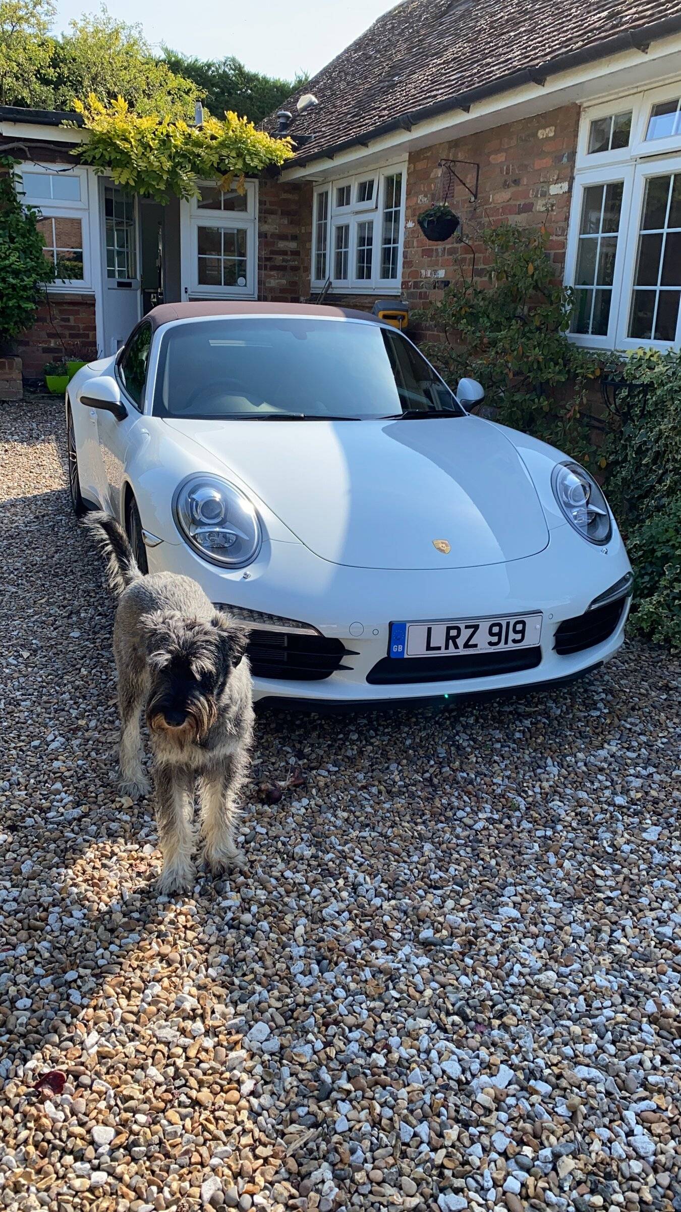 Porsche Taycan Dogs transport in CT F58663D3-5E0E-4399-99B8-49468DE67948