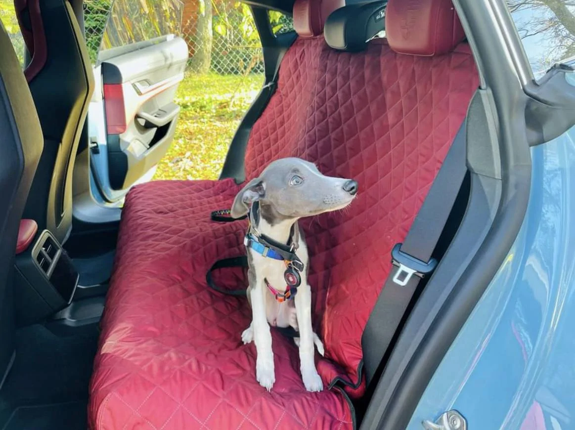 Porsche Taycan Seat cover for 3-person rear seat? DF3070DA-F5AD-428A-ACAA-B831B17E24C4