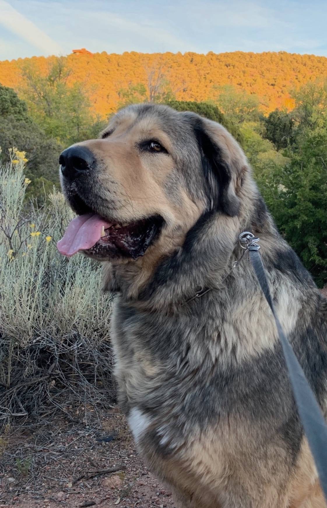 Porsche Taycan Dogs transport in CT Bodhi hikin