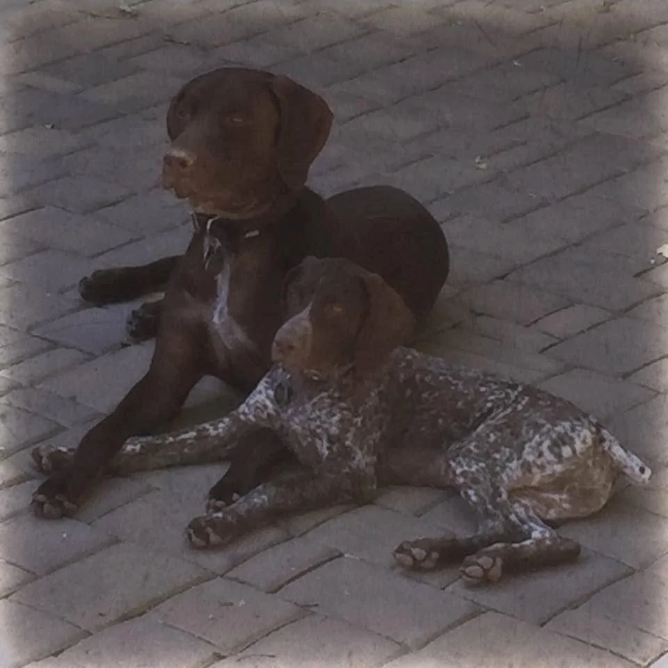 Porsche Taycan Glovis Supreme left Emden IMG_7872