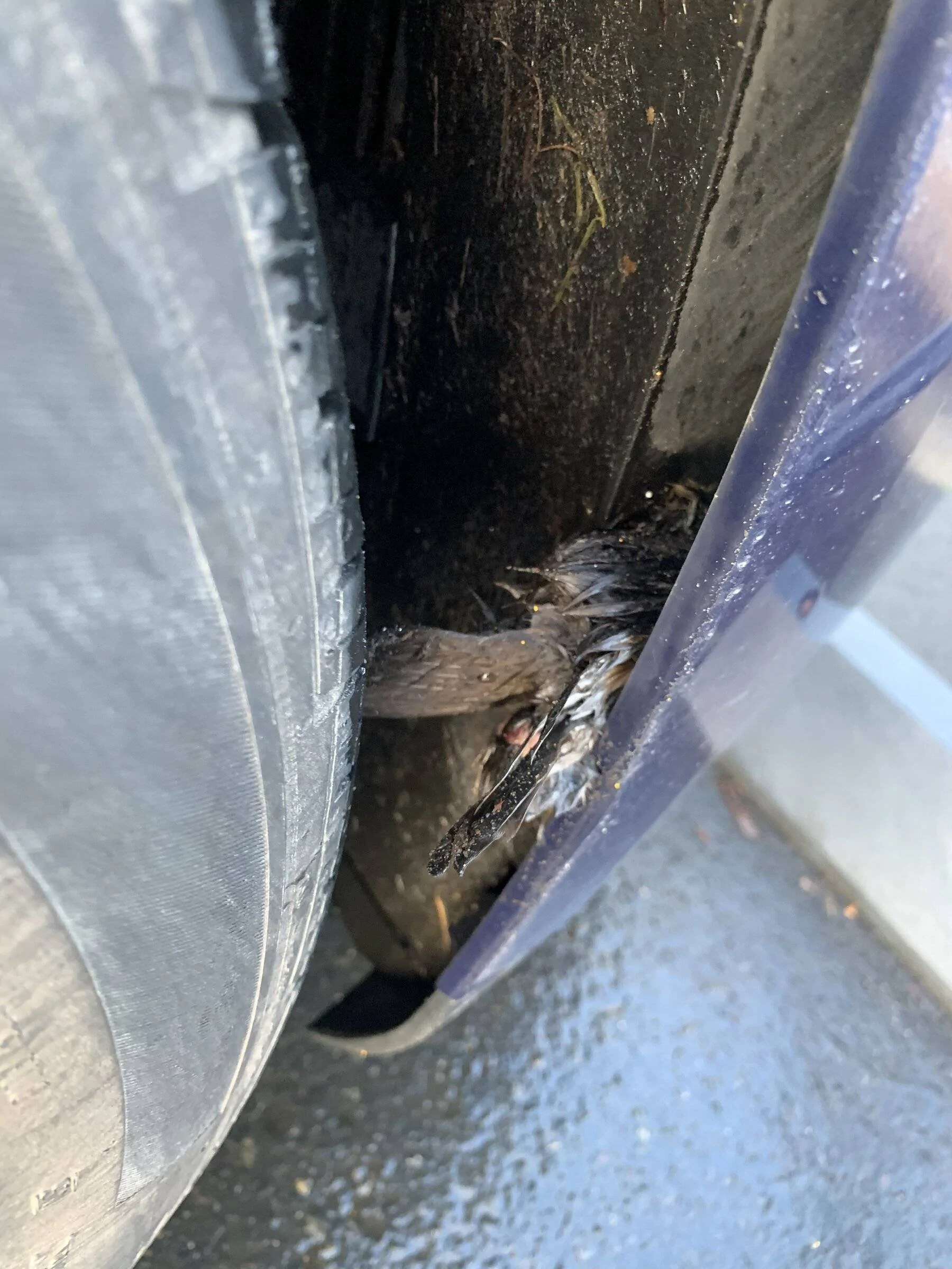 Porsche Taycan Maybe a screen is needed in the front bumper? 2CE8F46E-C70B-4095-93FC-57EA10AF4D37