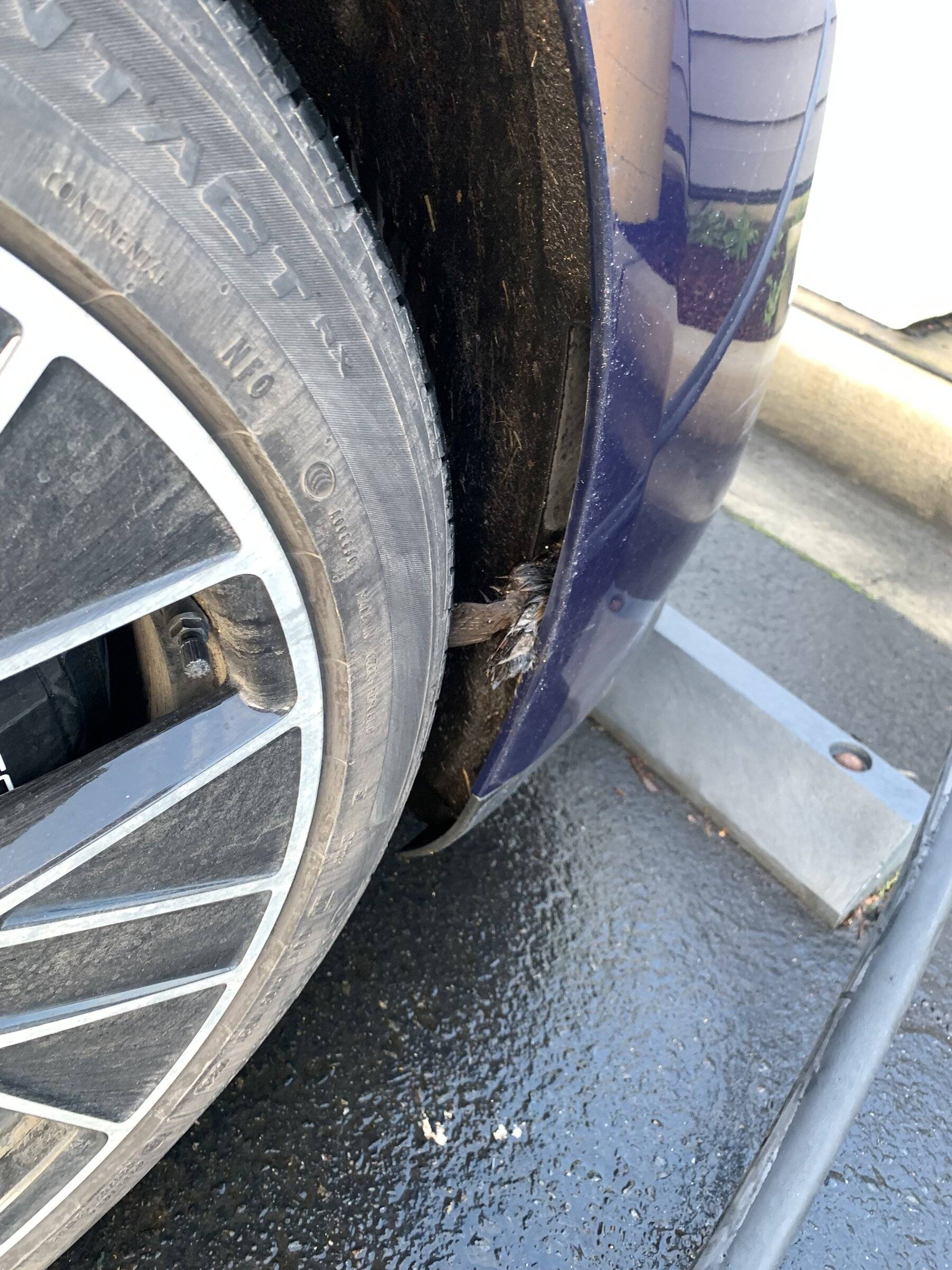 Porsche Taycan Maybe a screen is needed in the front bumper? 5C497F3A-304B-4B1E-8A5B-ED241B26E29F