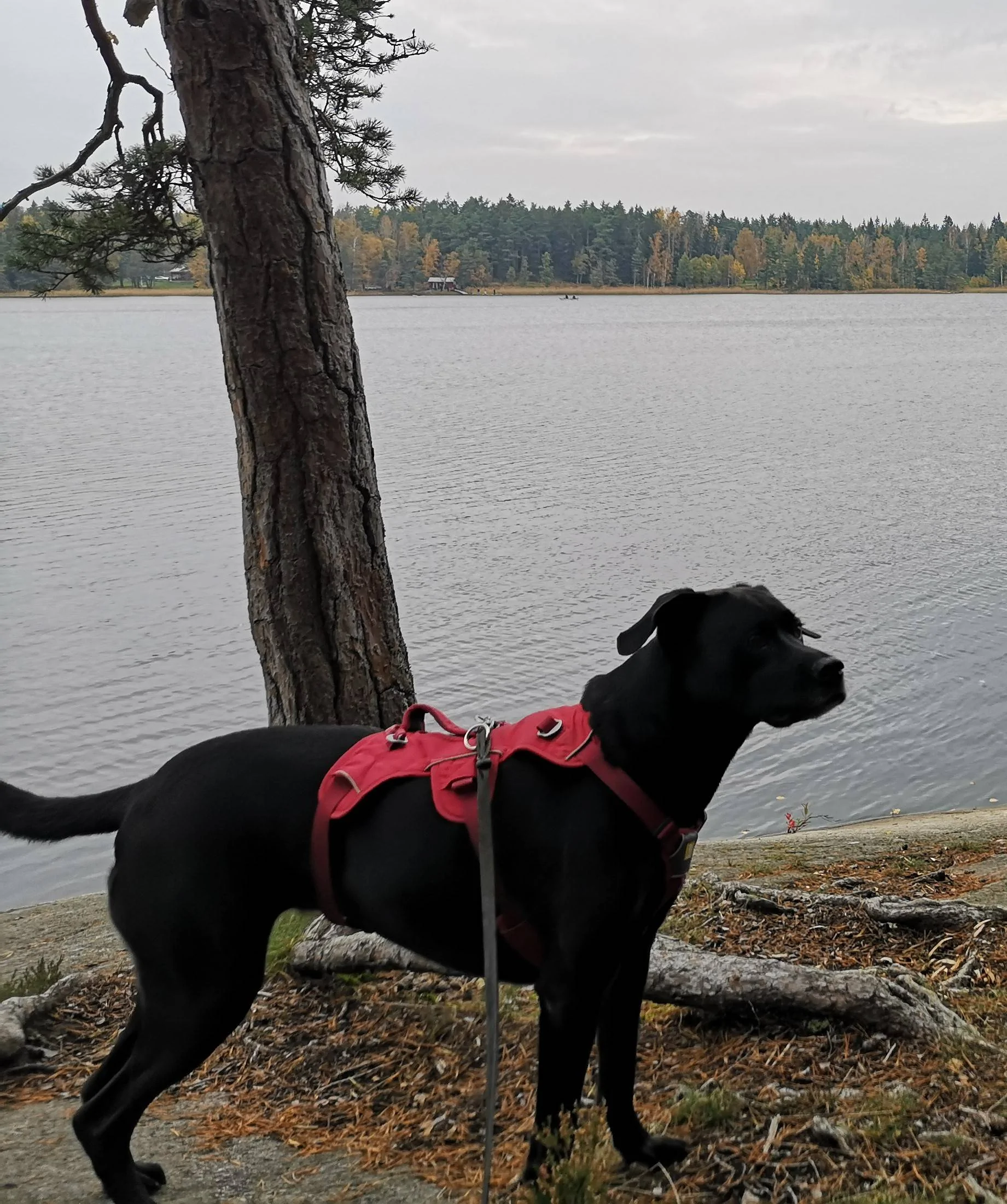 Porsche Taycan Dogs transport in CT Sasha 30kg