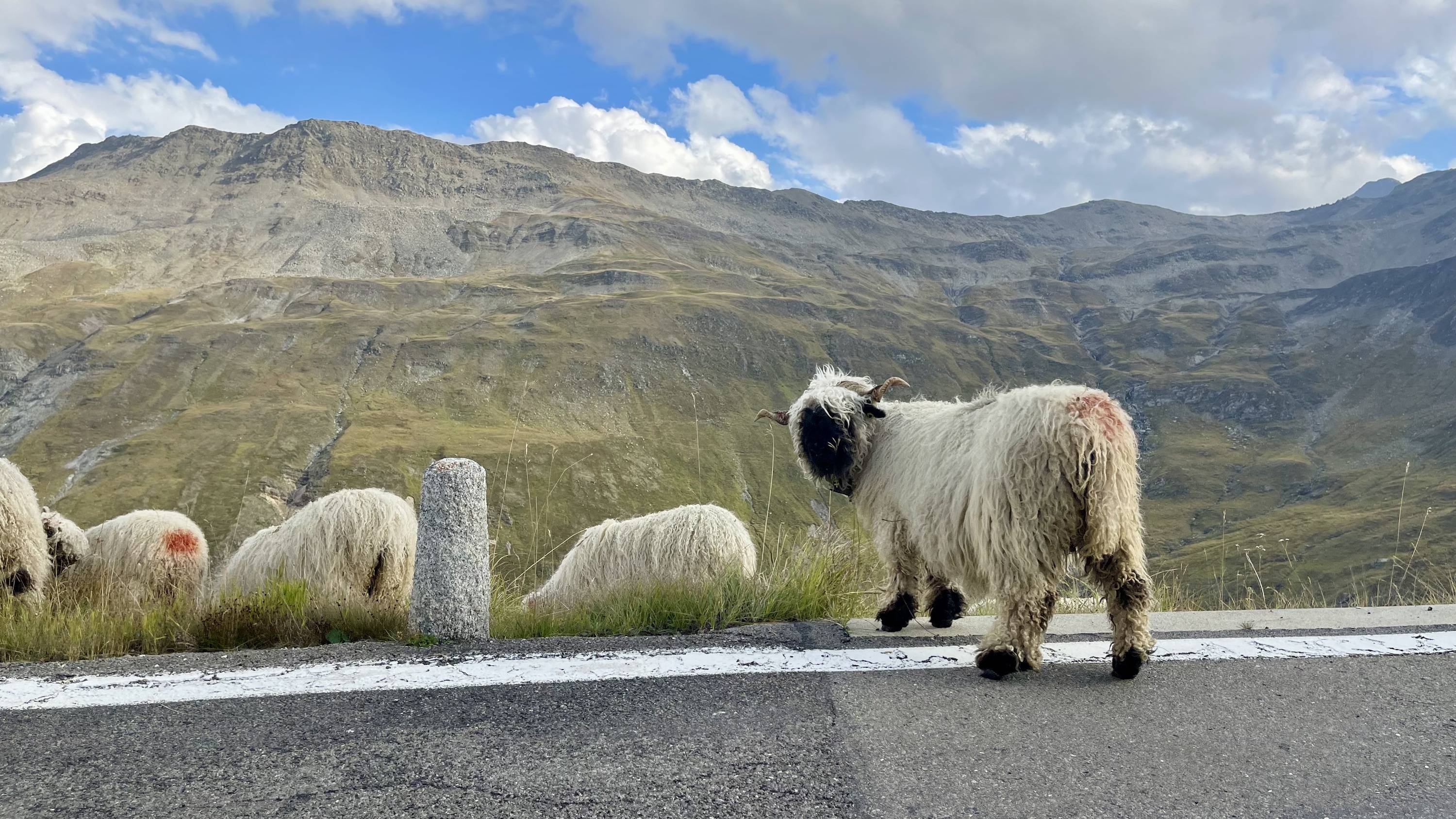 Porsche Taycan Taycan to the Alps 18-day road trip 2022 52339464100_5bc5d9d2cb_o