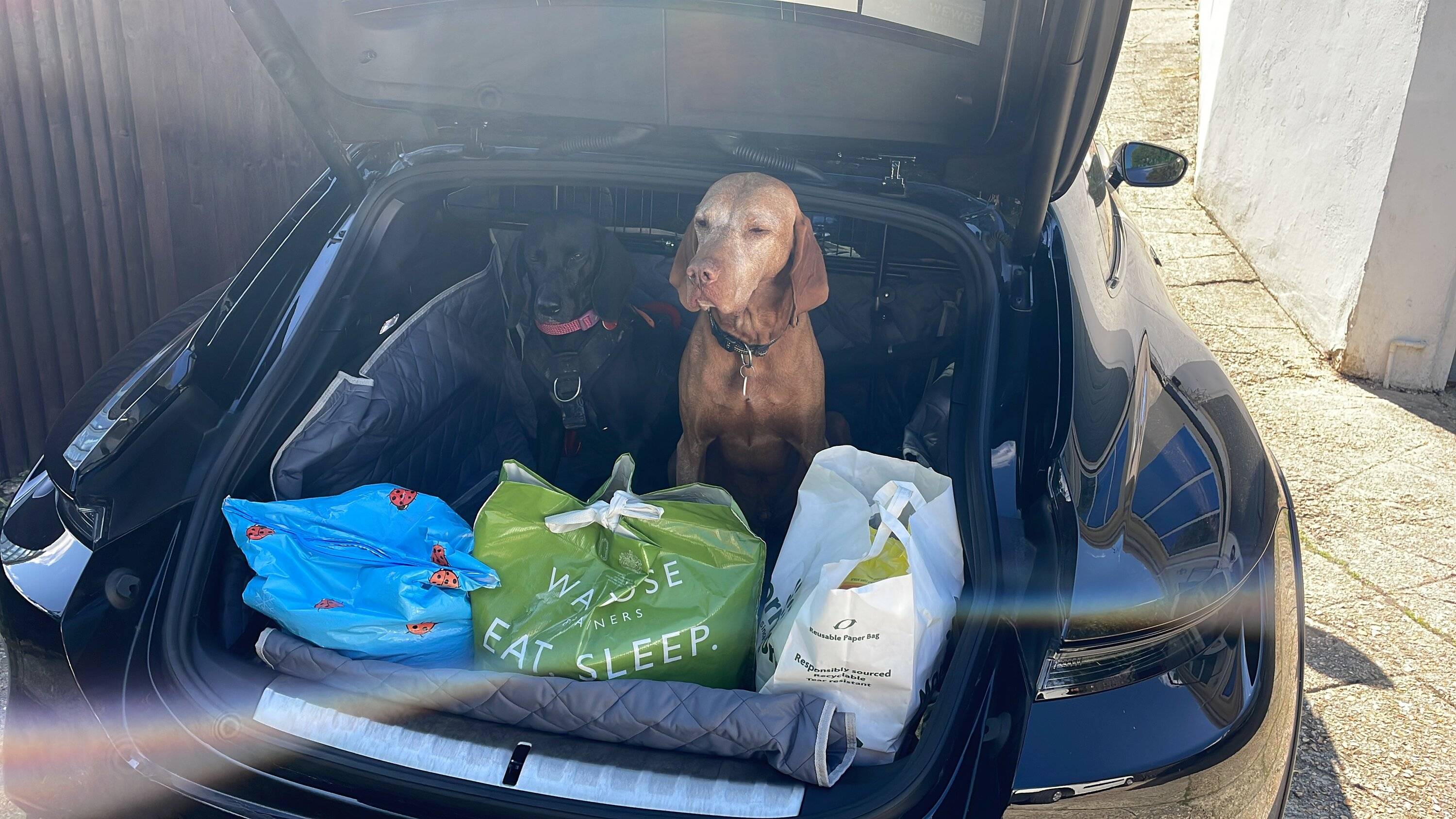 Porsche Taycan Dogs transport in CT 17D6D259-8DF4-46A5-8193-23FFB3AEDA42