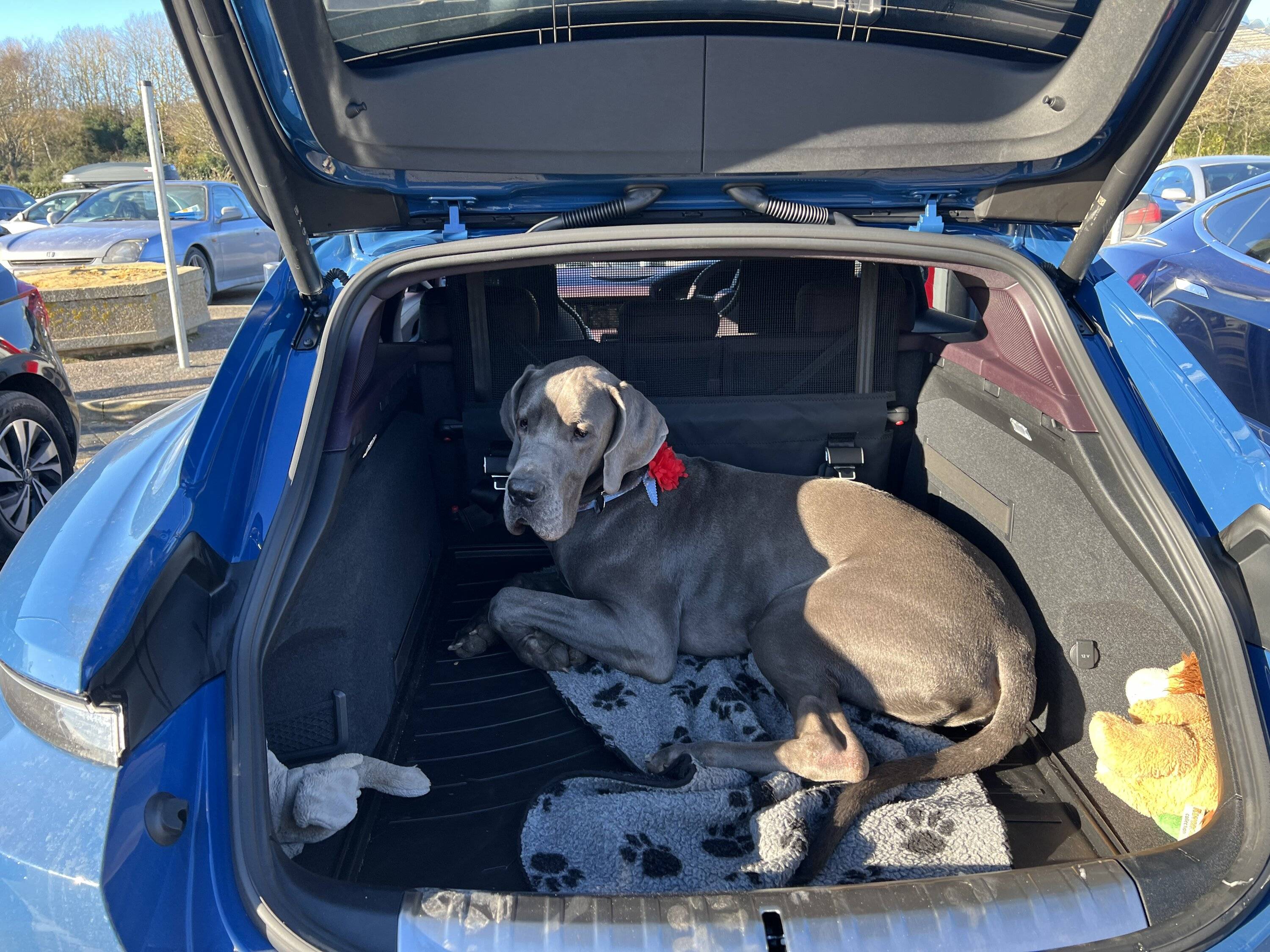 Porsche Taycan Dogs transport in CT D4E835FB-498F-4CF1-AABC-38E4A8D8A3E6