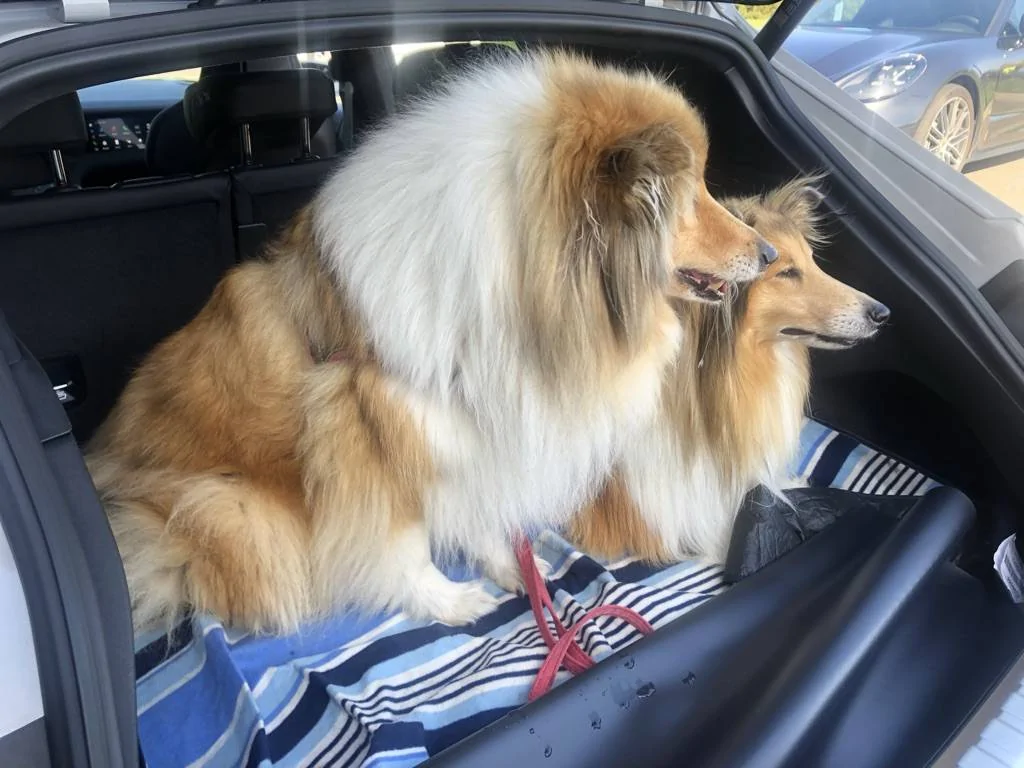 Porsche Taycan Hi!! charging cards and Taycan dog -proofing! :) 59A6C2A6-012E-47A6-8697-D662BDF03FFD_1_105_c