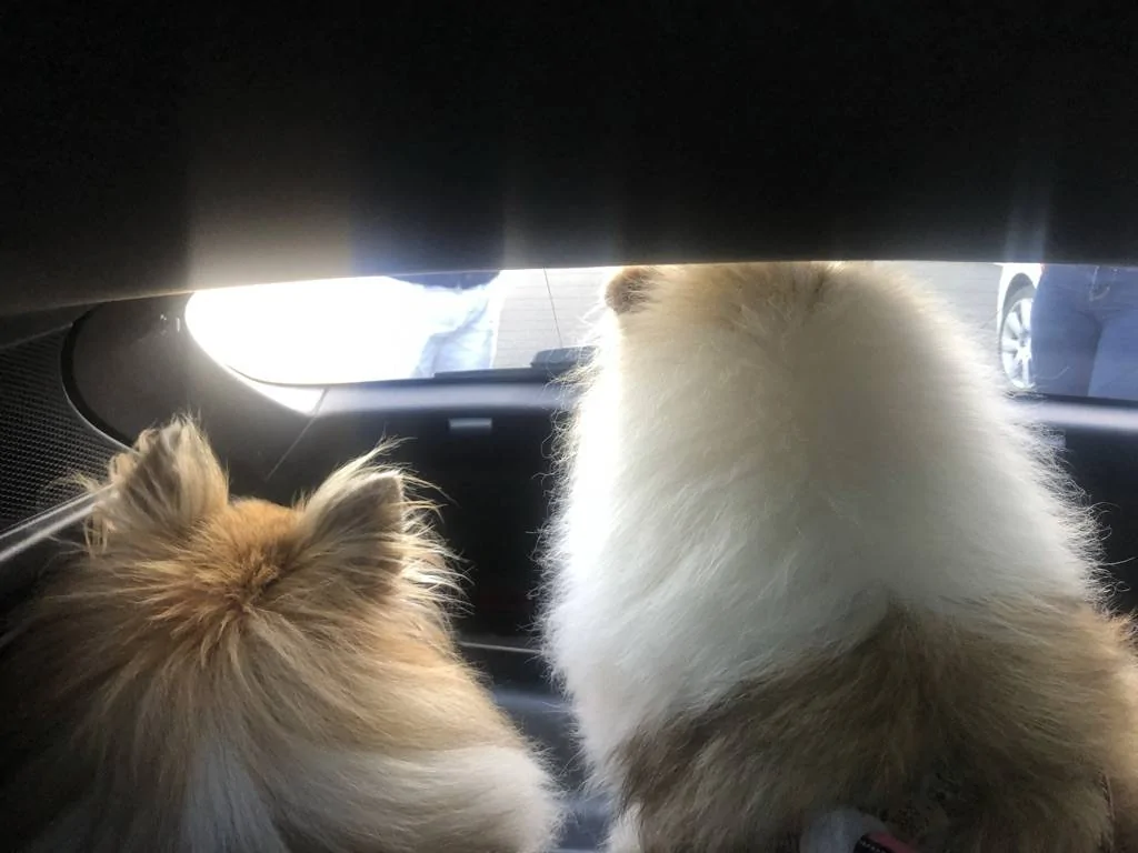 Porsche Taycan Hi!! charging cards and Taycan dog -proofing! :) B6890FCB-20ED-4DE4-9AE4-E34E63683448_1_105_c