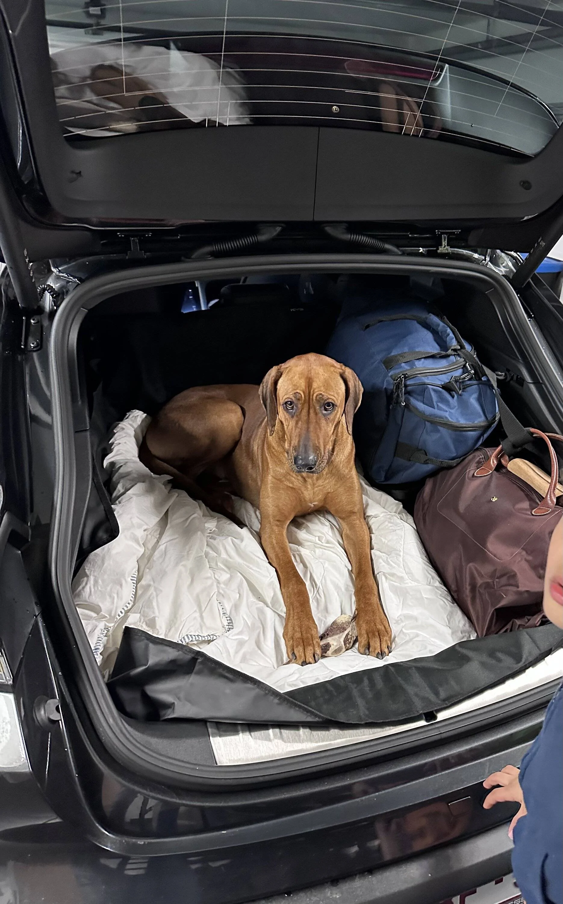 Porsche Taycan Hi!! charging cards and Taycan dog -proofing! :) 61D21B8E-37EF-40B2-83C5-A15704F7B671