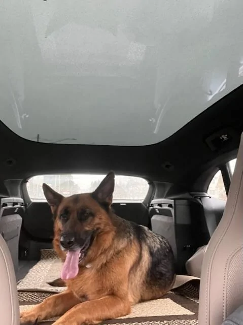 Porsche Taycan Hi!! charging cards and Taycan dog -proofing! :) F2A0C672-B1A2-4803-A072-689F07AB505E