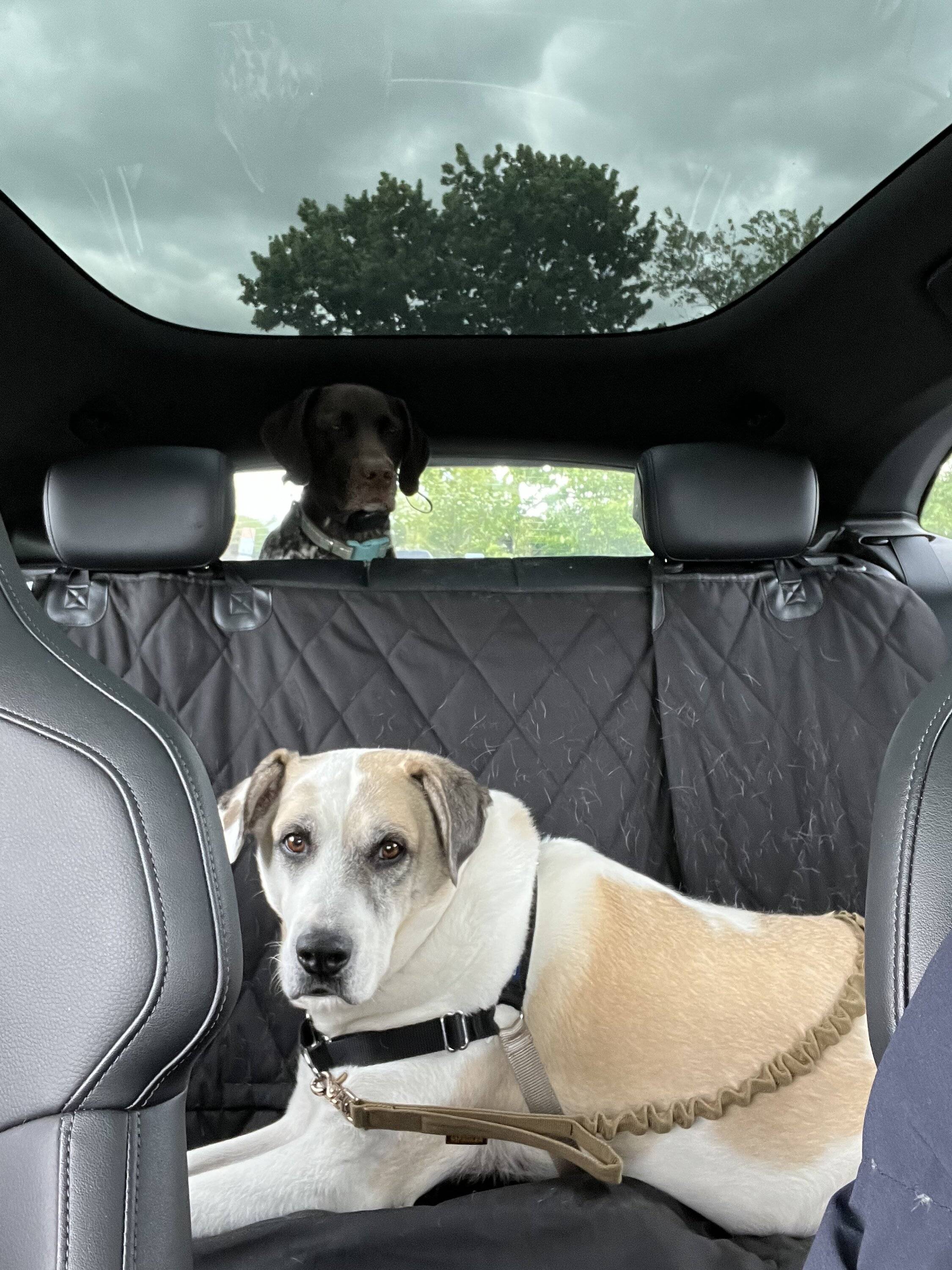 Porsche Taycan Dog transport setup IMG_0300