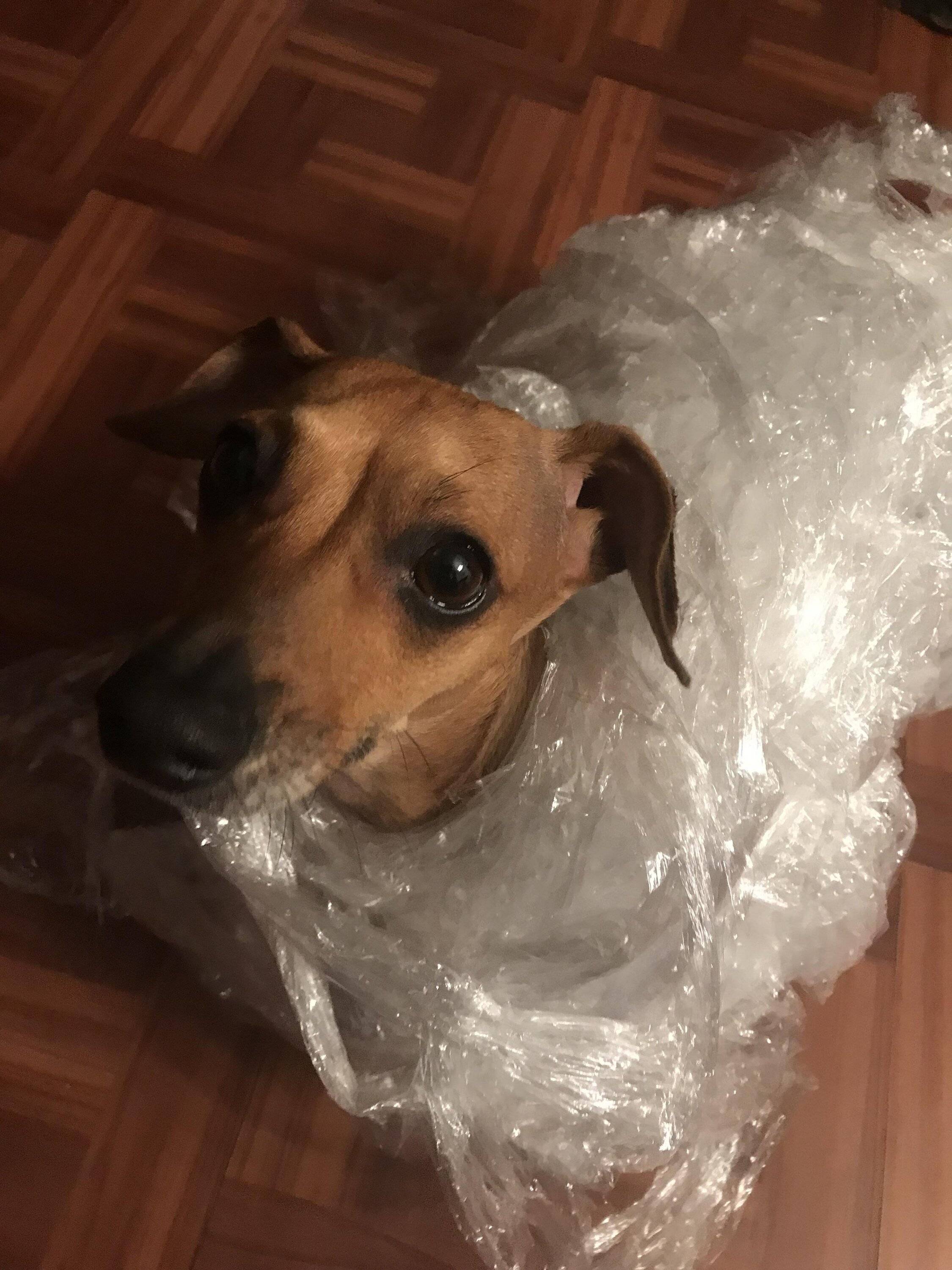 Porsche Taycan Dog seat covers? 1689697580052
