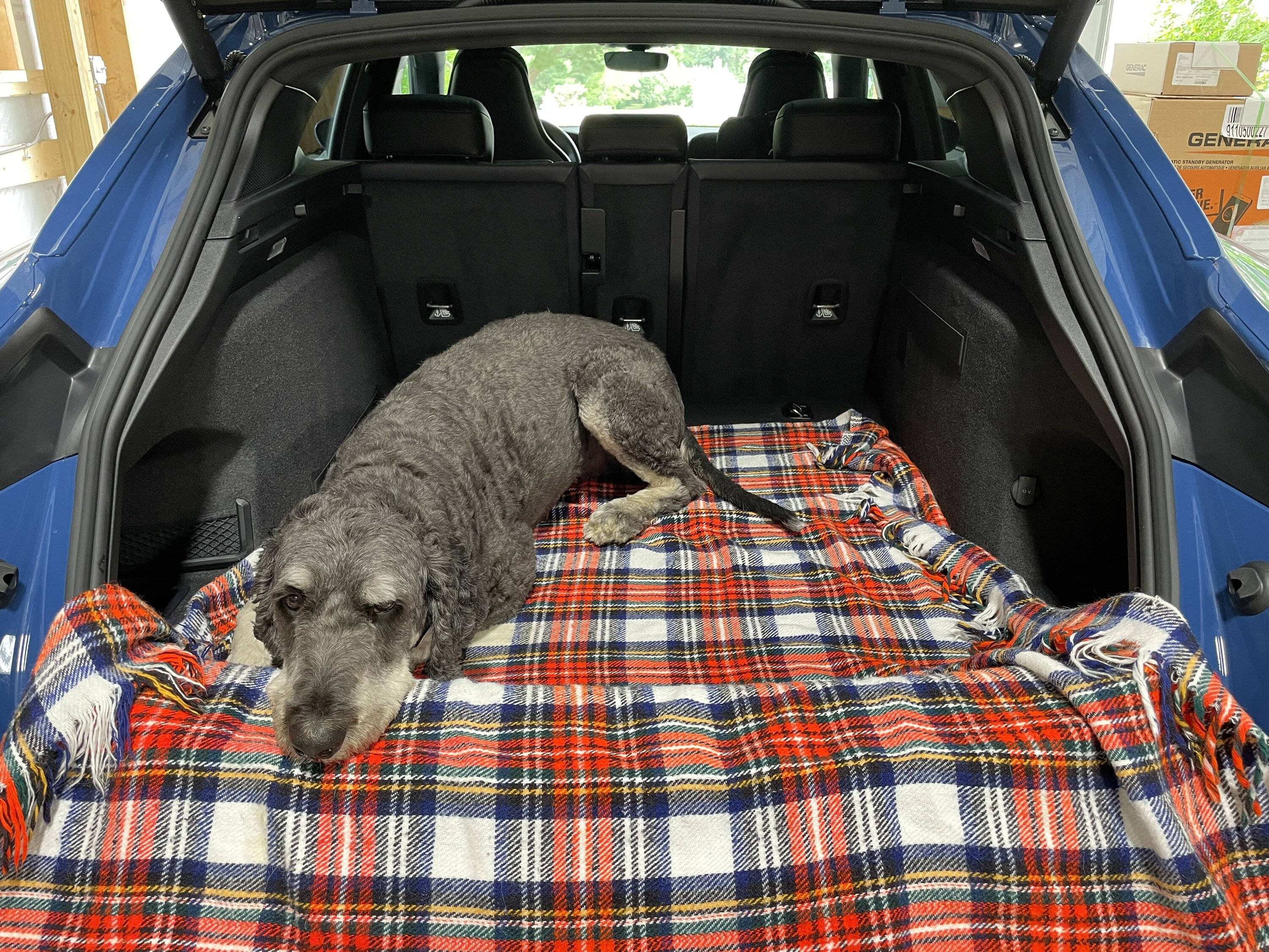 Porsche Taycan Dog transport setup IMG_2995
