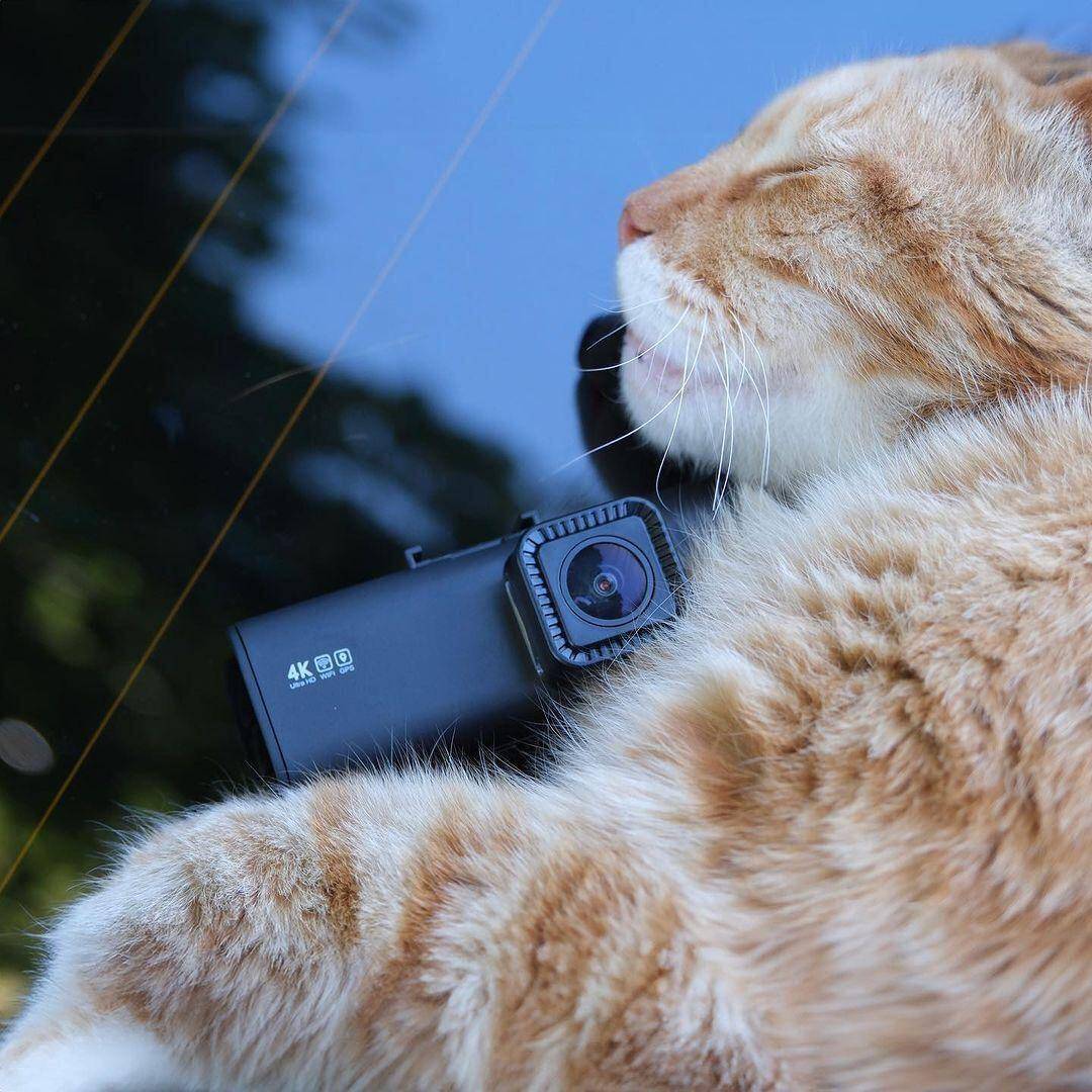 Porsche Taycan So, are you a cat guy or a dog guy? 1740322903907-tq