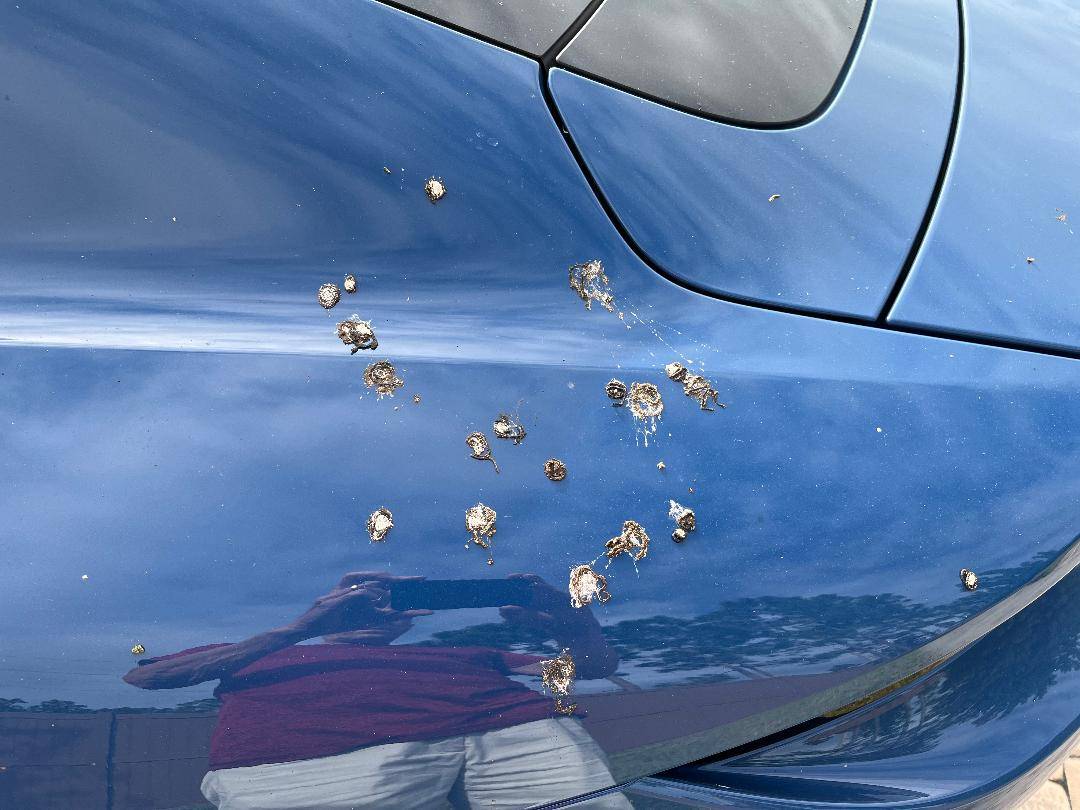 Porsche Taycan Gentian Blue w/ Ceramic - Do birds really like it? thumbnail