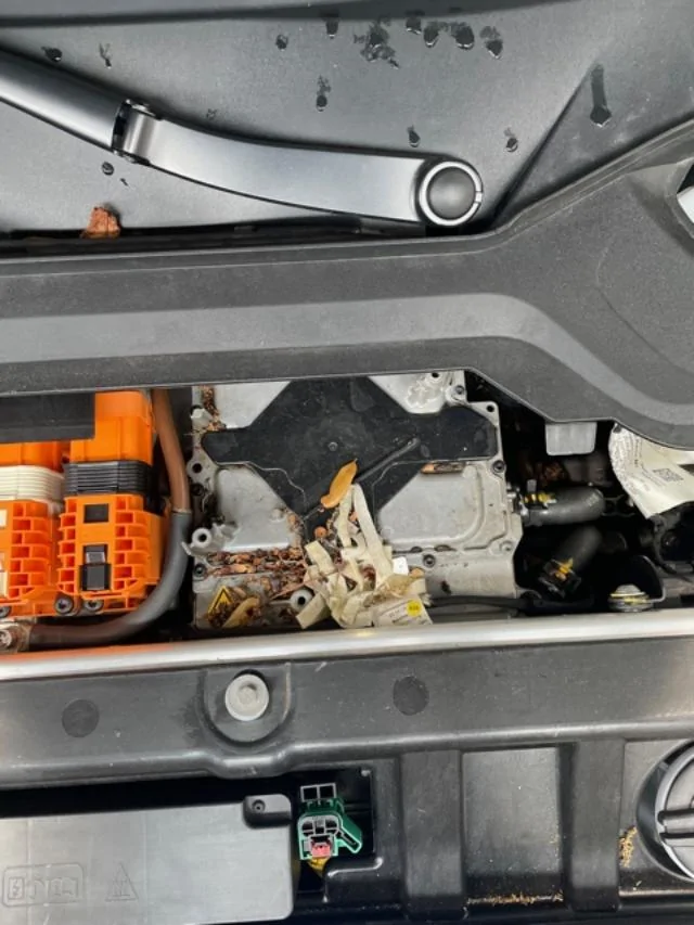 Porsche Taycan A Dead Rodent Saga - Help rodents aboard